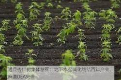 弗里斯通县杏仁树集体枯死：地下水盐碱化终结百年产业，农场主转种大麻遭DEA突袭